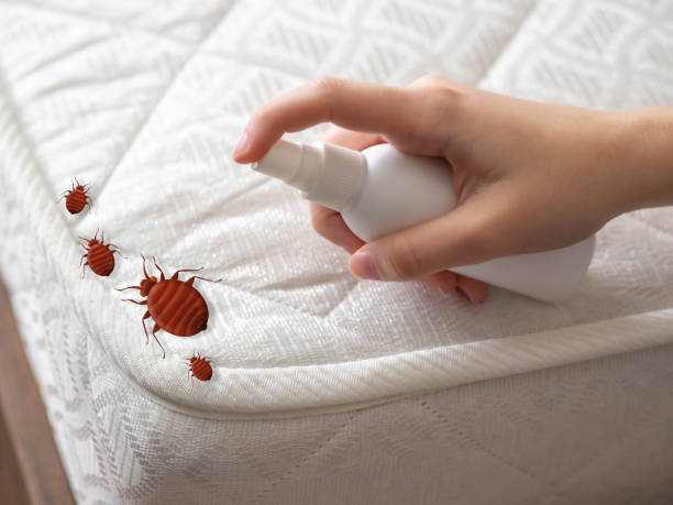Pest Prevention Services in Brownwood, TX