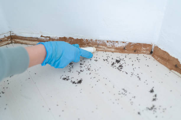 Best Residential Pest Control  in Brownwood, TX