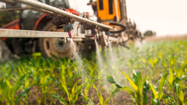 Best Local Pest Control Services  in Brownwood, TX